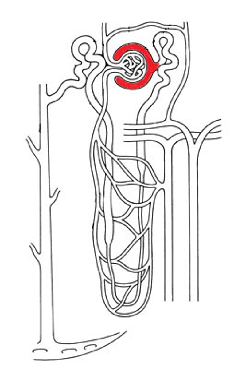 <p>A cup-like sac that encases the glomerulus and collects the filtrate from blood.</p>