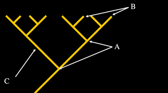 label the cladogram using the following terms: internal nodes, terminal nodes, branches