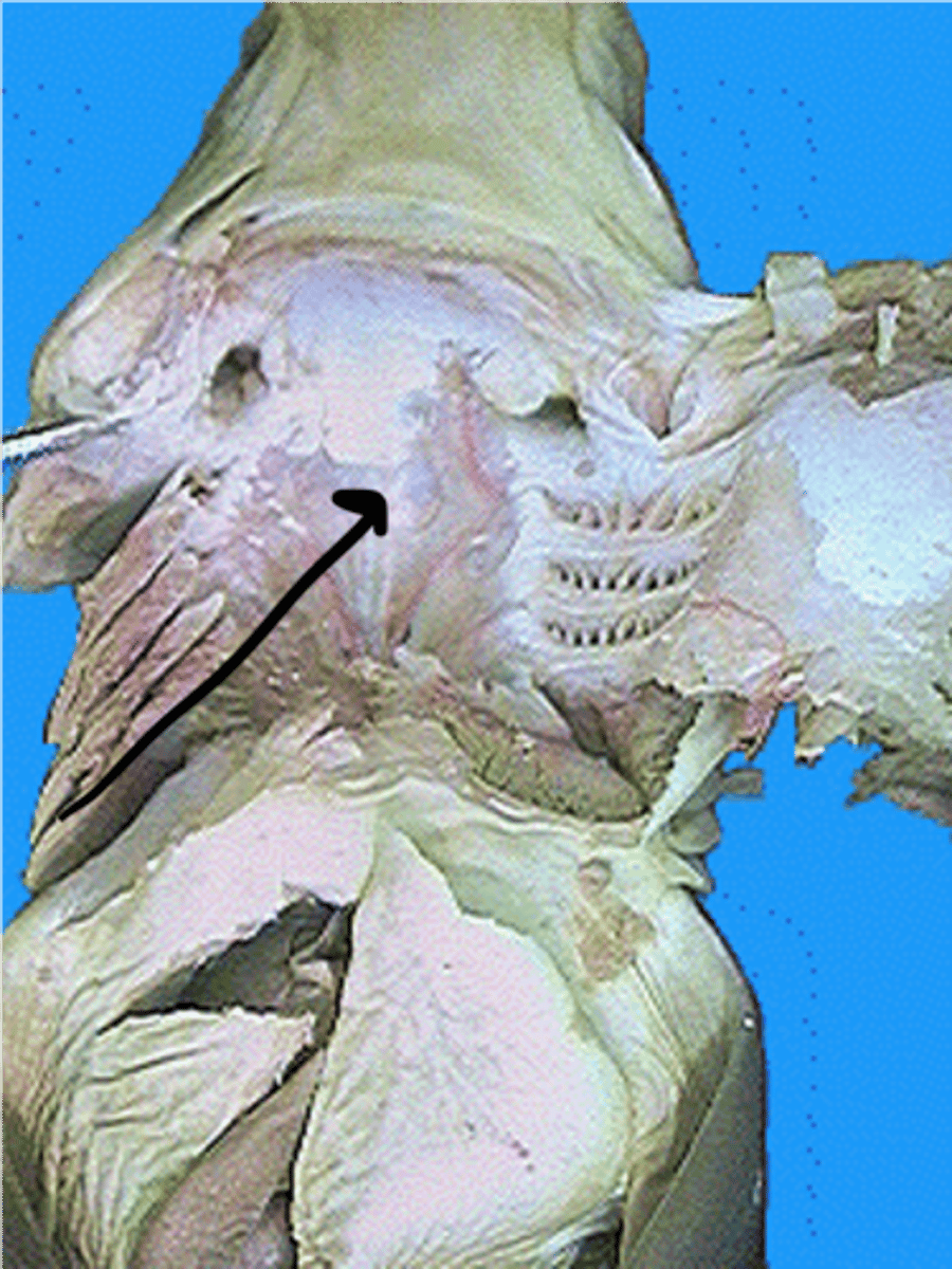<p>Passageway for food, water, and (in air‑breathers) air; involved in swallowing — Tubular region posterior to oral cavity leading to esophagus and gill chambers</p>