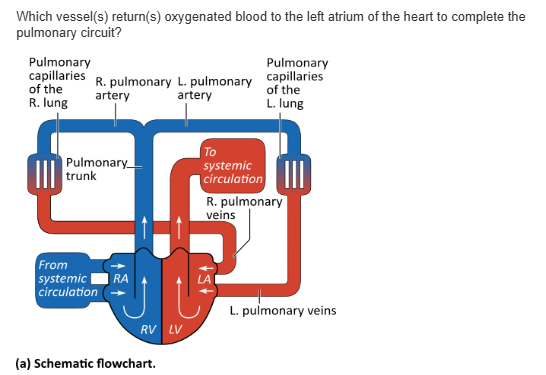 <table style="min-width: 25px;"><colgroup><col style="min-width: 25px;"></colgroup><tbody><tr><td colspan="1" rowspan="1" style="margin: 0px; padding: 0.3em; position: relative;"><p>inferior vena cava &nbsp; &nbsp; &nbsp; &nbsp;</p></td></tr><tr><td colspan="1" rowspan="1" style="margin: 0px; padding: 0.3em; position: relative;"><p>pulmonary vein &nbsp; &nbsp; &nbsp; &nbsp;</p></td></tr><tr><td colspan="1" rowspan="1" style="margin: 0px; padding: 0.3em; position: relative;"><p>pulmonary arteries &nbsp; &nbsp; &nbsp; &nbsp;</p></td></tr><tr><td colspan="1" rowspan="1" style="margin: 0px; padding: 0.3em; position: relative;"><p>pulmonary trunk</p></td></tr></tbody></table><p></p>