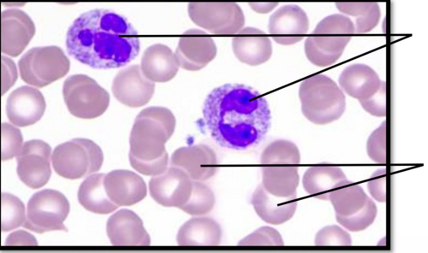 <p>Name this tissues function</p>