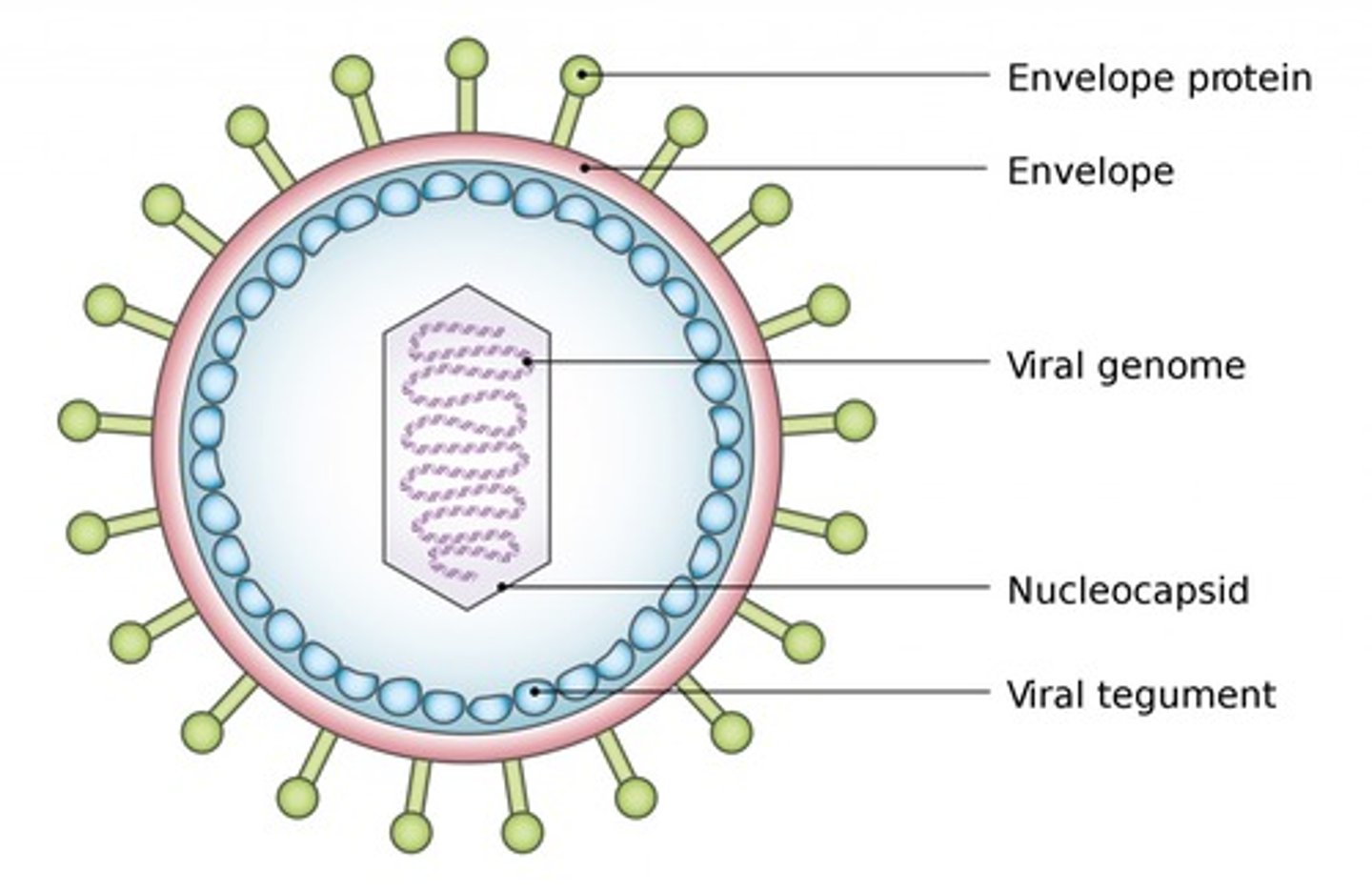 <p>b. Capsid</p>