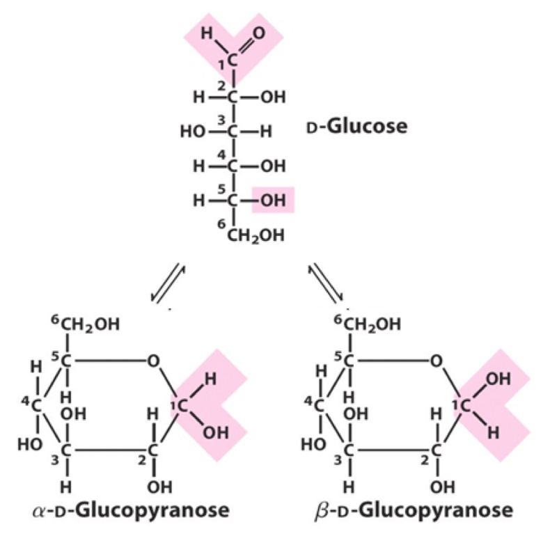 <ul><li><p>Aldoses/Ketoses can form cyclic structures&nbsp;</p></li><li><p>2 important function groups play an important role in this process:</p></li></ul><ol><li><p>Carbonyl (aldehyde/ketone)</p></li><li><p>Alcohol (-OH) group&nbsp;</p></li></ol><p><strong>How does this happen mechanistically?&nbsp;</strong></p><p></p>