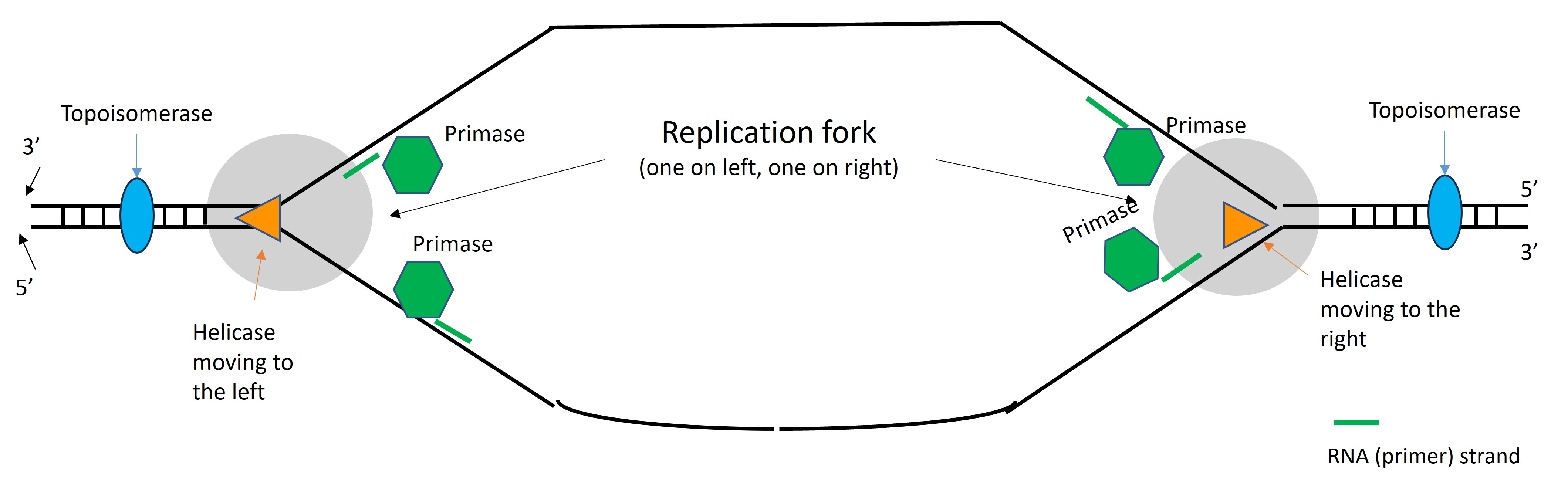 <p>If______were to malfunction both the leading and the lagging strands of DNA replication would be unable to start due to the lack of a_______. </p>