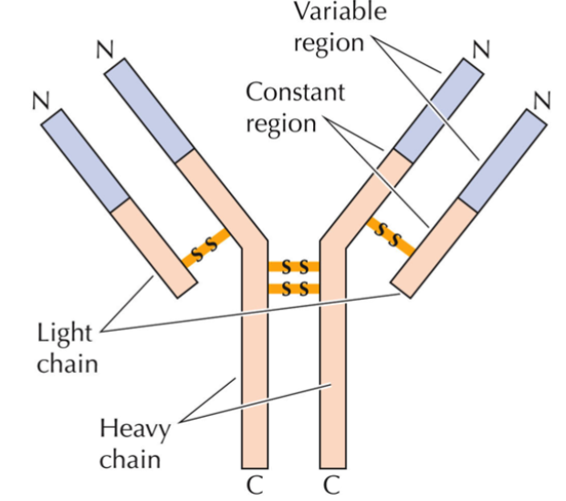 <p>production occurs in B lymphocytes as they differentiate and mature</p><p>2 heavy chains, 2 light chains; joined by disulfide bonds → produce Y shape</p><p>all chains consist of variable N region and constant C region</p><p>rearrangement of genes by site-specific recombination and then specific splicing of primary RNA transcript is what gives them diversity</p>