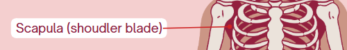 <p><span>Shoulder blade</span></p>