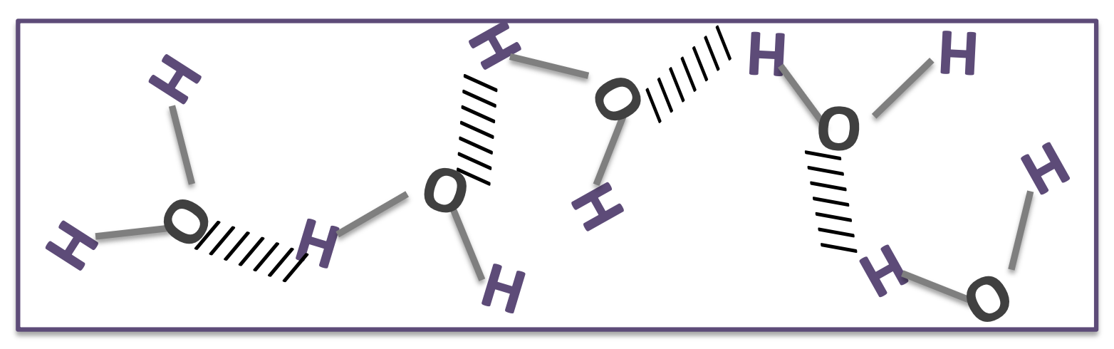 <p>four hydrogen bonds with other water molecules</p>