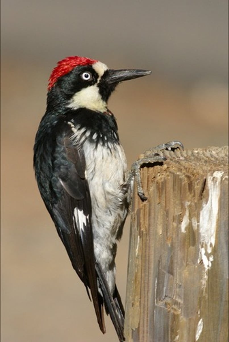 <p>Acorn Woodpecker</p>