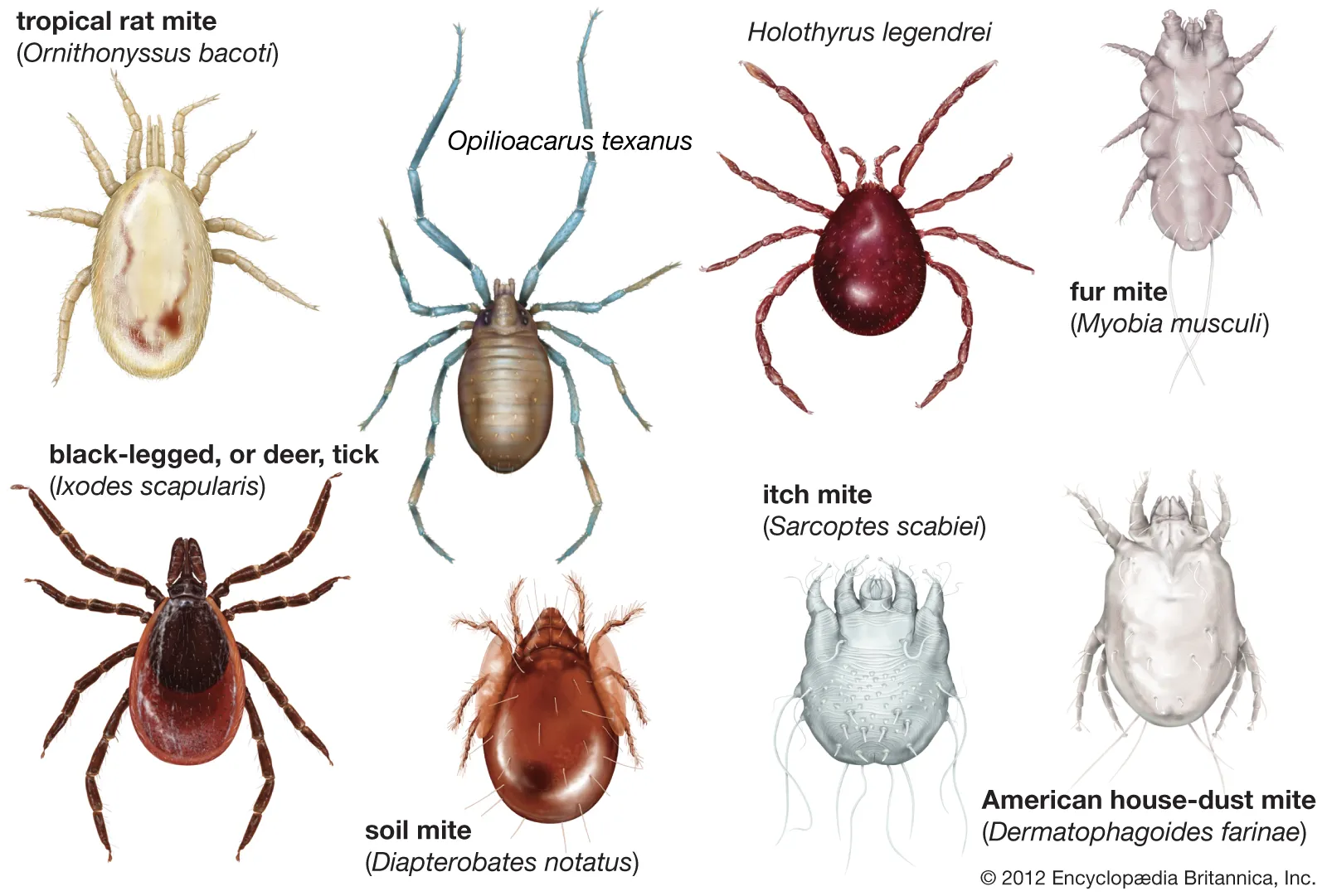 <ul><li><p>ticks/mites</p></li><li><p>abdomen joined very broadly to the cephalothorax</p></li><li><p>modified sucking mouthparts for fluid</p></li></ul><p></p>