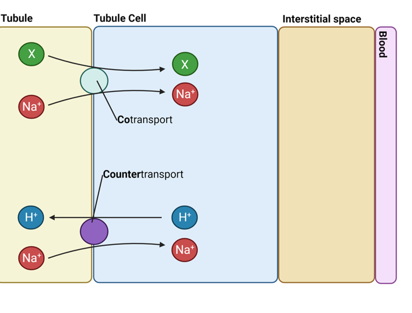 <p>Co-transport with other molecules e.g glucose</p><p>Counter-transport of hydrogen ions (Na+ in, H+ out) </p>