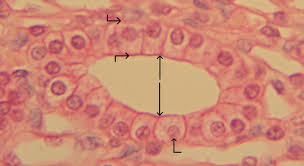 <p>Epithelial cell as tall as wide; cube-shaped.</p>
