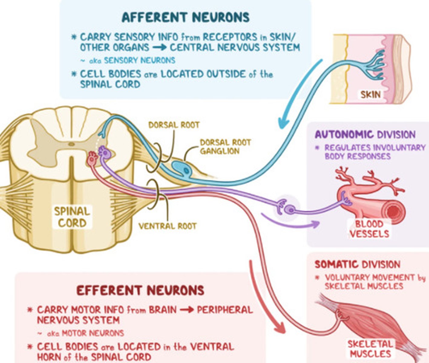 <p>(Motor): Brain → CNS → ventral root → muscles; carries motor commands.</p>