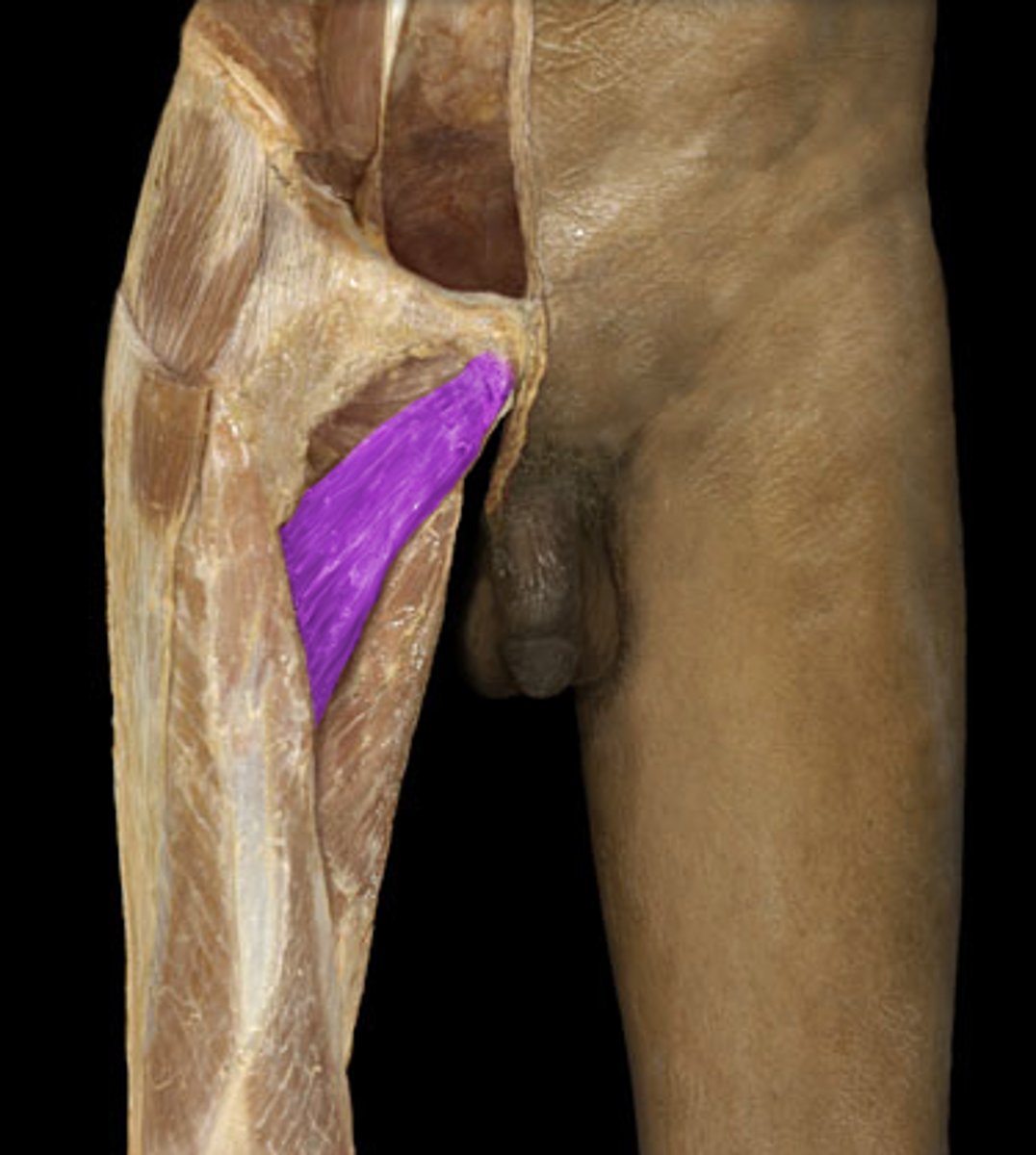 <p>adducts thigh</p><p>Above Longus, superficial to Magnus</p>
