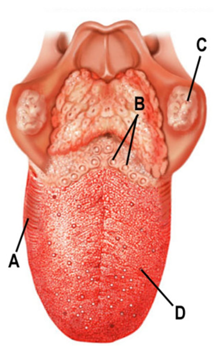 <p>area behind B</p>