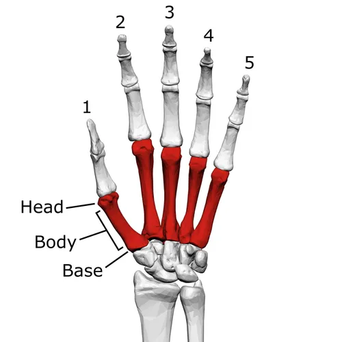 <p>the bones on the back of our hands</p><p>labeled 1-5</p><p>1 being the thumb</p><p>5 being the pinkie</p>