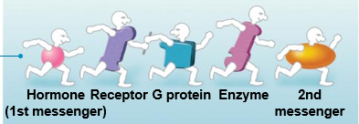 <p>Hormone </p><p>Receptor</p><p>G protein</p><p>Enzyme </p><p>2nd messenger</p>