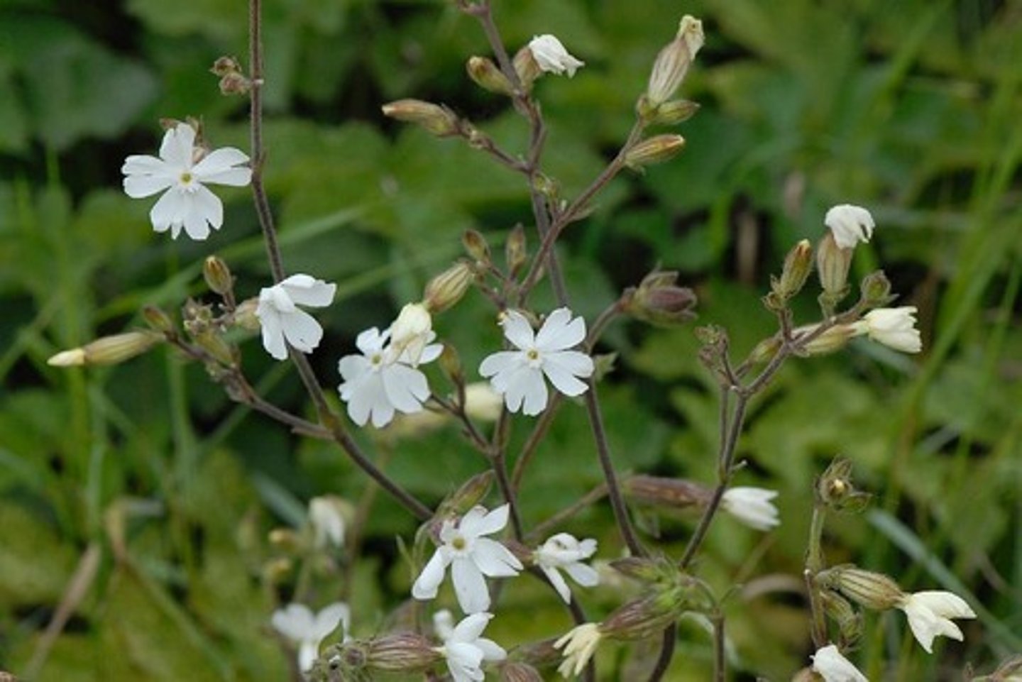 <p>welke plant</p>