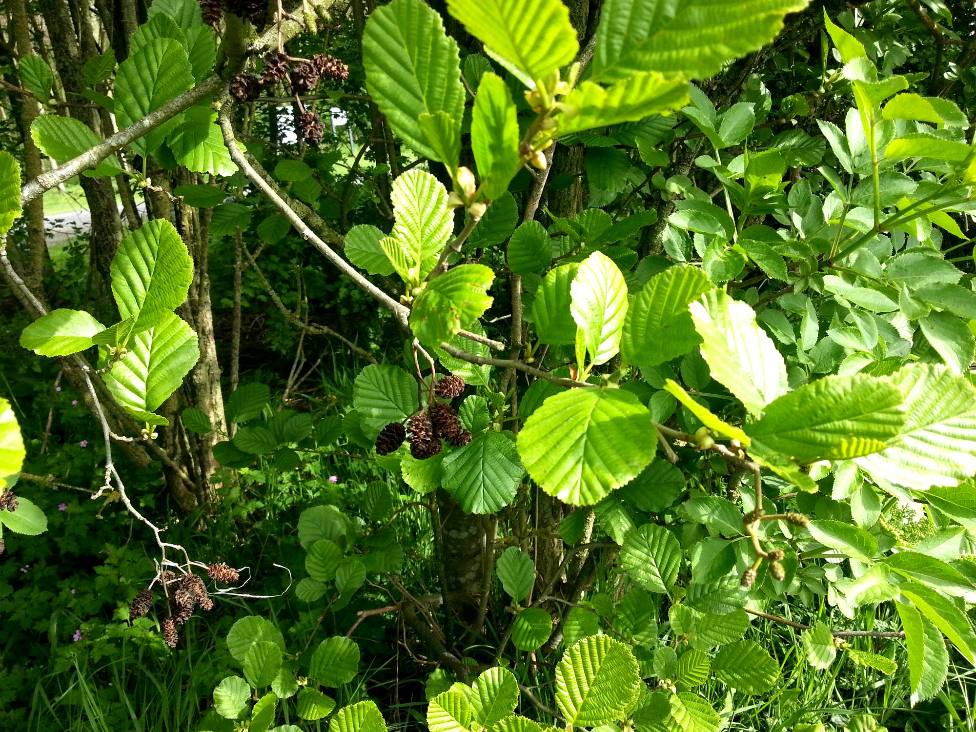 <p>Zwarte els, Alnus glutinosa</p>