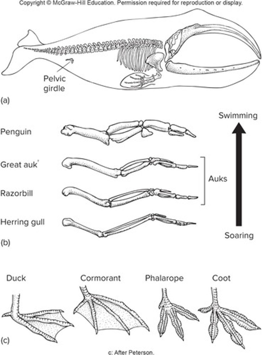 <p>Modes include cursorial (running), fossorial (digging), saltatorial (hopping), aerial (flying), and more.</p>