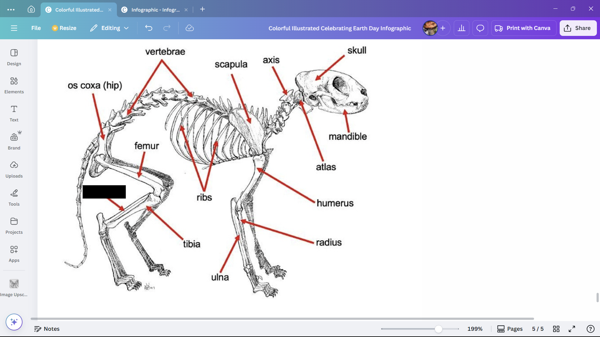 <p>The smaller of the two lower leg bones of a cat.</p>