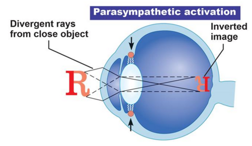 <p>Near object, has more obliquely directed rays</p>