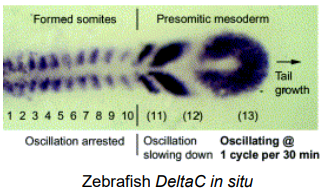 <ul><li><p><strong>Cycling Genes have Oscillatory Expression within the PSM </strong>indicating their involvement in the segmentation clock.</p><ul><li><p><strong>Notch Signaling Components</strong></p></li><li><p><strong>Hairy/Enhancer of Split (Hes/Her) Related Transcription Factors</strong></p></li><li><p><strong>Wnt/β-catenin pathway components</strong></p></li></ul></li><li><p><strong>The "Pacemaker": </strong>The majority of known candidate pacemaker genes lie in the Notch pathway. While multiple pathways contribute, the Notch signaling components and their downstream effectors (Hes/Her genes) are central.</p></li><li><p><strong>PSM (Presomitic Mesoderm) is </strong>unsegmented tissue extending posteriorly from the formed somites. This is where the segmentation clock is active. The oscillating clock mechanism progressively defines new segment boundaries as the embryo elongates. This can be visualised via the in situ hybridisation of Delta. </p></li></ul><p></p>