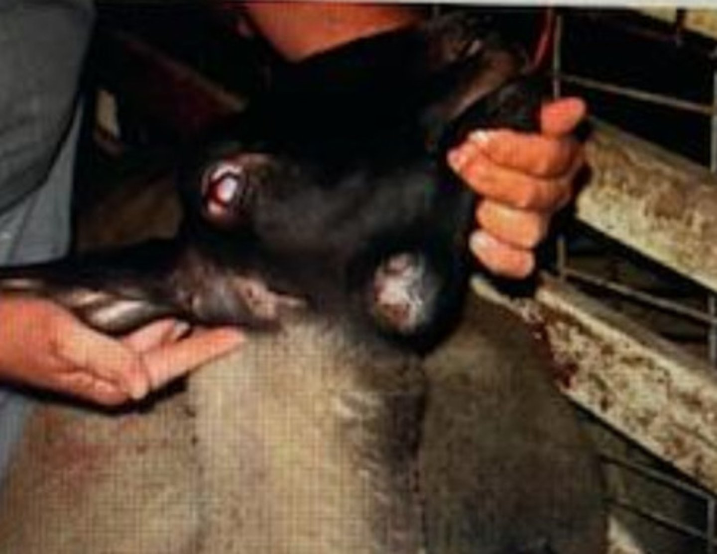 <p>A sheep farmer is concerned that one of his adult eweshas this swelling under her jaw. What infection do you expect?</p>