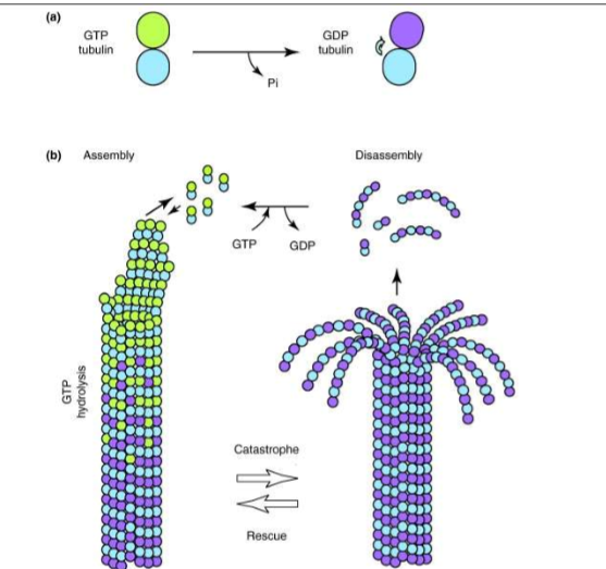 <p>This is due to its conformational shape. GDP bound tubulin curves and thus prevents the side interactions that keep tubulin monomers connected via lateral (side-by-side) interactions. The K<sub>D</sub>&nbsp;is very large, while the K<sub>A<sup>&nbsp;</sup></sub>is essentially 0</p>