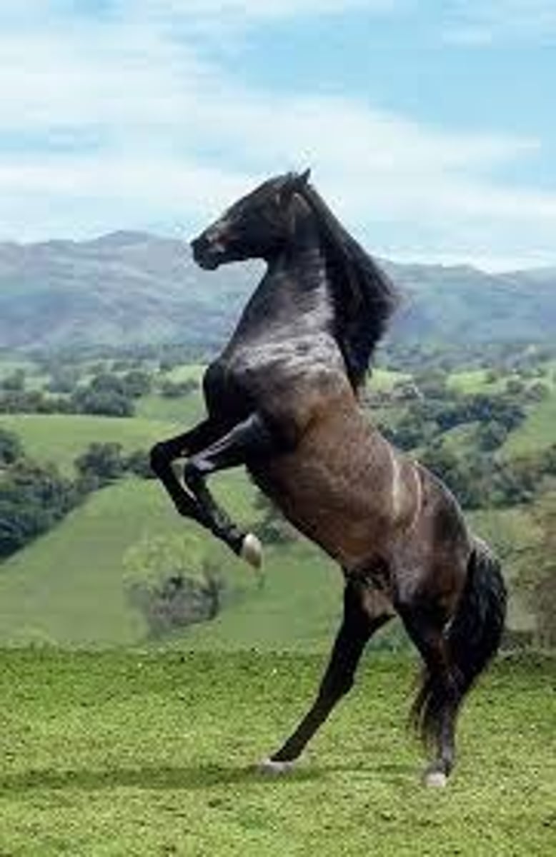 <p>macho que se destina a la reproducción</p>