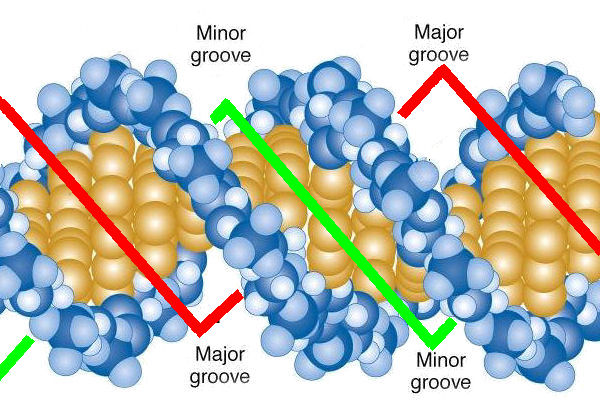 <p>DNA helices have two surfaces; the grooves represent the varying distances between the backbones within the helix, due to folding patterns. Changing folding patterns can alter the sizes of the major and minor grooves.</p>