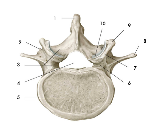 <p>Foramen vertébral</p>