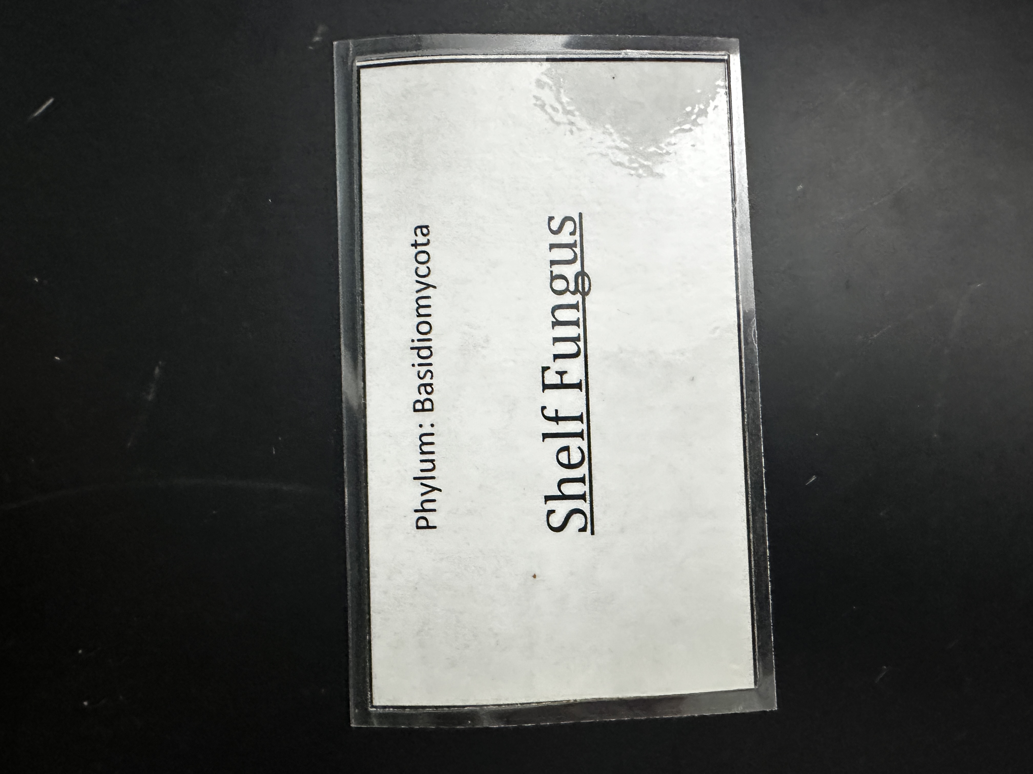 <p>Domain: Eukarya</p><p>Kingdom: Fungi</p><p>Clade: Basidiomycota</p>