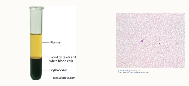 <p>Blood tissue is a special kind of liquid connective tissue</p><p>contains plasma, blood platelets, white blood cells and erythrocytes</p>
