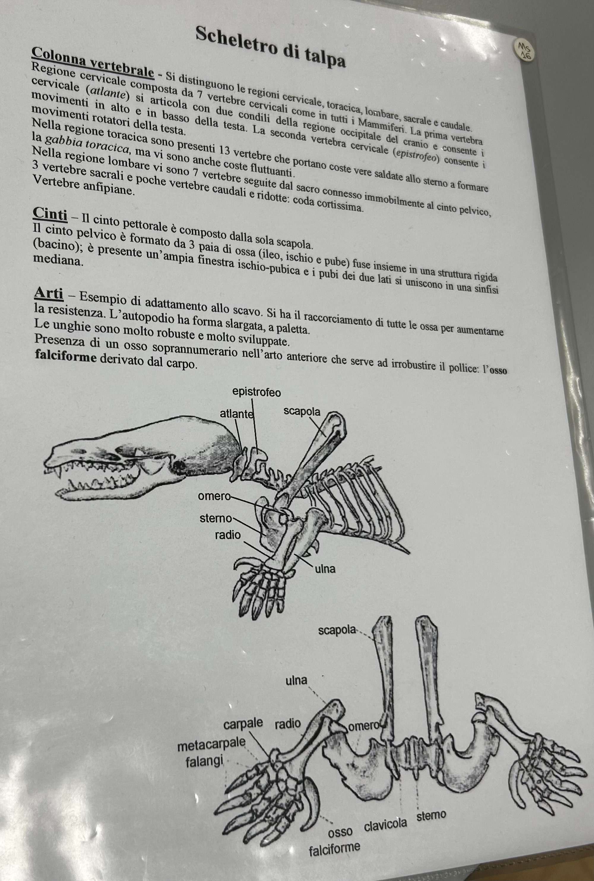<p>Scheletro talpa</p>