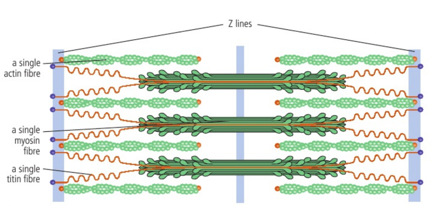 <ul><li><p>Actin</p></li><li><p>Myosin</p></li><li><p>Titin</p></li><li><p>Z line</p></li></ul><p></p>