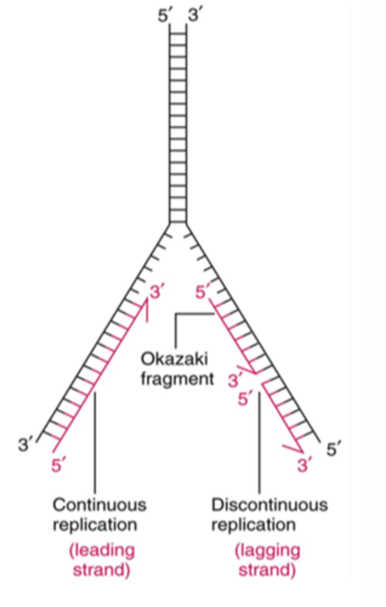 <p>The process by which the lagging strand is synthesized in short fragments rather than continuously.</p>