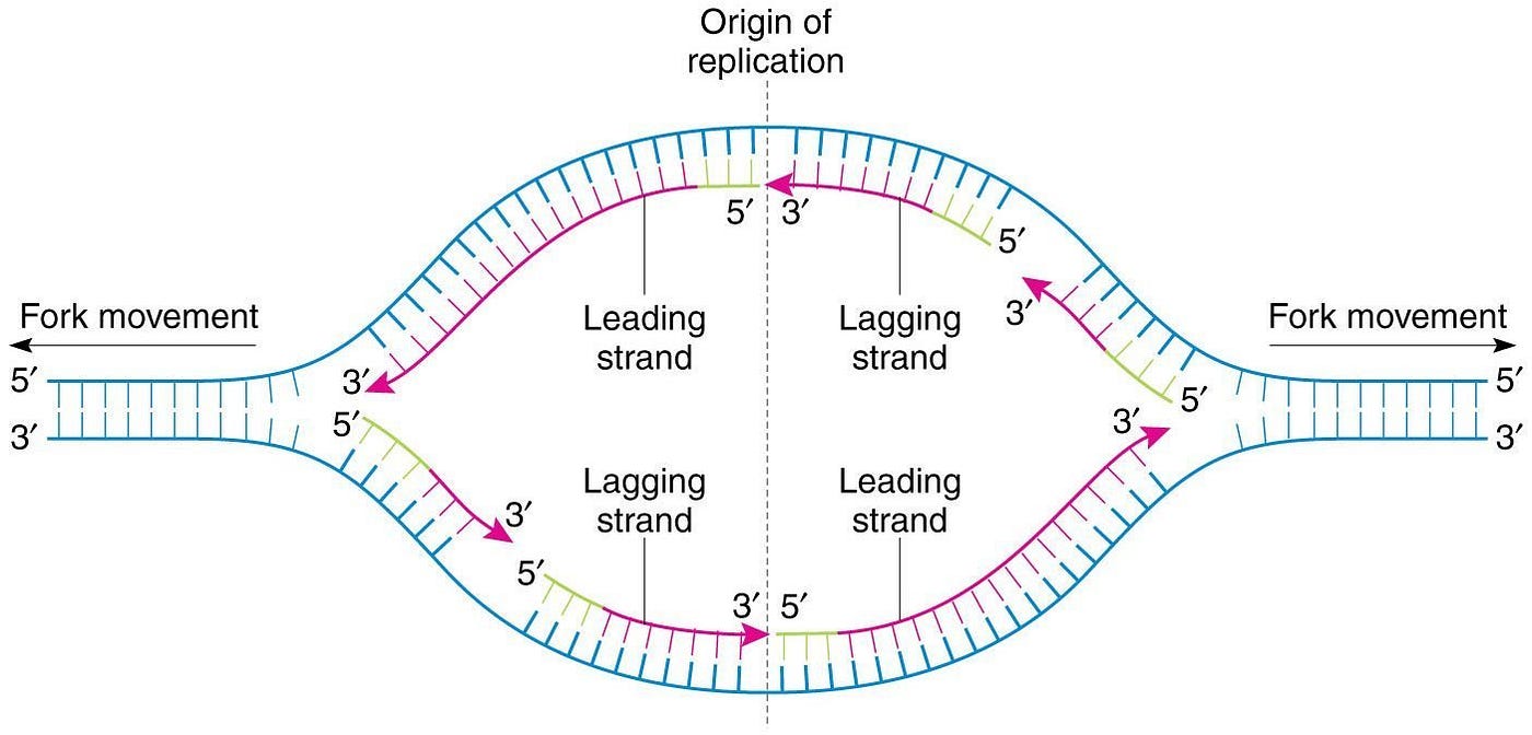 <p>On one template strand, DNA polymerase moves away from the replication fork and helicase</p><p>The strand is formed discontinuously, as only a segment of new daughter strand can be synthesized at once</p>