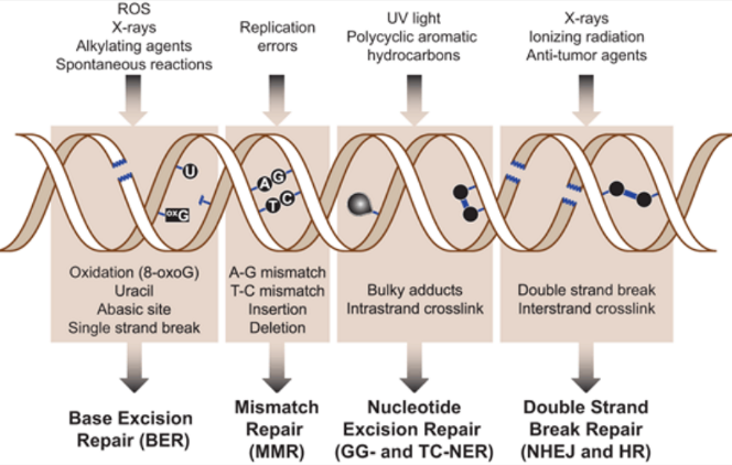 <ol type="1"><li><p>base excision repair (BER)</p></li><li><p>mismatch repair (MMR)</p></li><li><p>nucleotide excision repair (NER)</p></li><li><p>double-strand break repair</p><ol type="i"><li><p>homologous recombination (HR)</p></li><li><p>non-homologous end joining (NHEJ)</p></li></ol></li></ol><p></p>