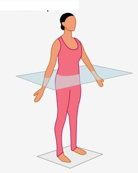 <p>transverse plane</p>