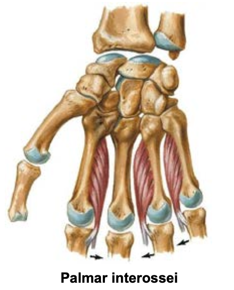 <p><span>Palmar </span>Interosseous Muscles<span> - Number and Action</span></p>