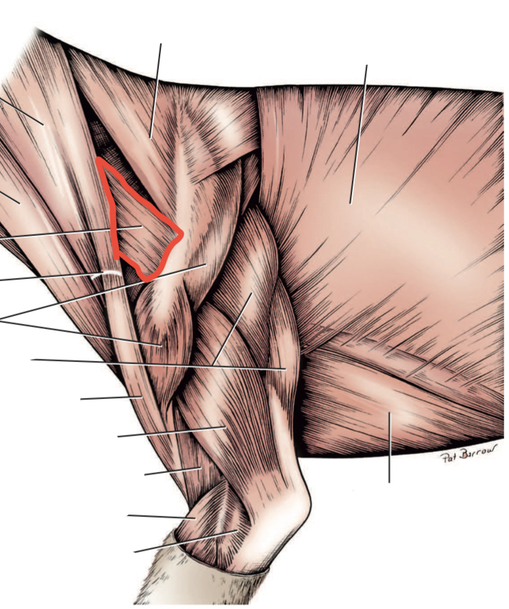 Which muscle is outlined in red