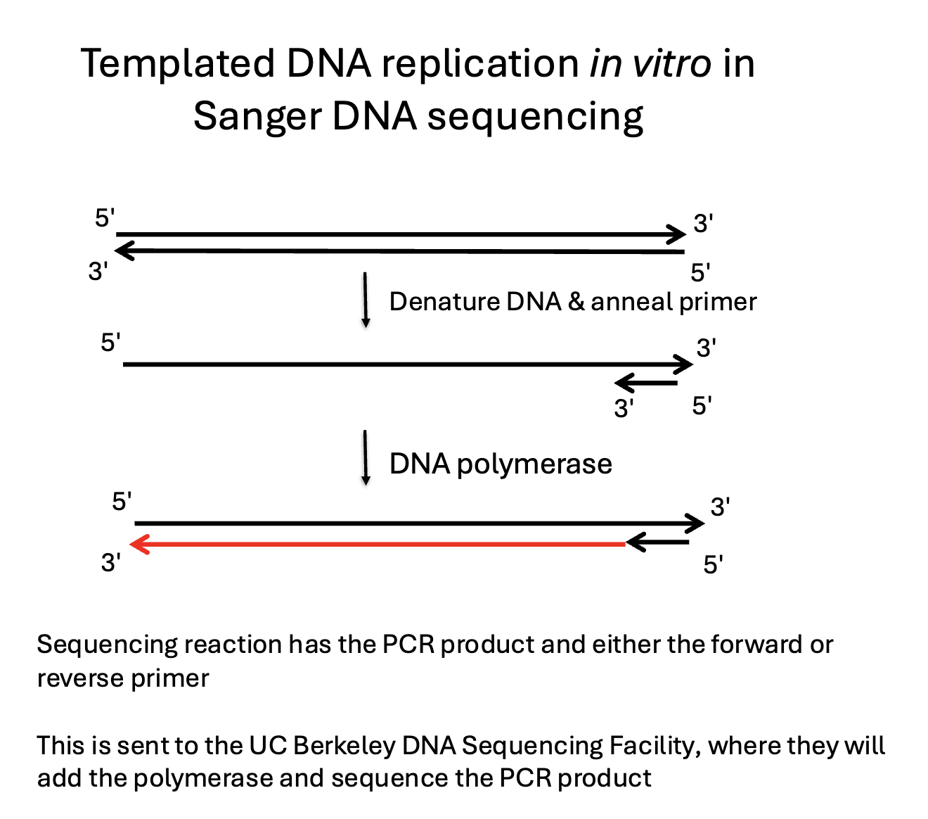 <p>PCR in vitro</p><ul><li><p>mixes small amount of ddNTP (chain terminating dideoxy nucleotides) with dNTPs</p></li><li><p>results in different length strands of DNA which are separated by electrophoresis and read by laser excitation (electropherogram)</p></li></ul><p></p>
