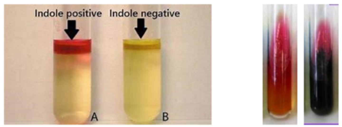 <p>Late lactose fermentation</p><p>Citrate sole carbon source</p><p>Indole or H2S; Odor</p>