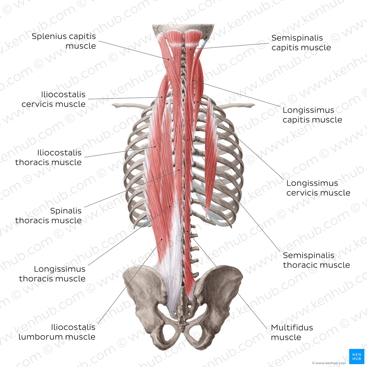 <p>T/F The deep muscles of the back</p><p><strong>T -</strong> A. divide into three subgroups</p><ul><li><p><strong>splenius</strong>, <strong>erector spinae</strong>, and <strong>transversospinalis</strong> groups</p></li></ul><p><strong>T -</strong> B. erect the body and the neck in bilateral contraction</p><ul><li><p>Bilateral contraction extends the spine and neck</p></li></ul><p><strong>T -</strong> C. are located dorsally to the vertebral column</p><ul><li><p>lie posterior/dorsal to the vertebrae</p></li></ul><p><strong>F -</strong> D. are supplied by the ventral branches of the spinal nerves</p><ul><li><p>Deep back muscles are innervated by <strong><u>dorsal rami</u></strong> of spinal nerves</p></li></ul><p><strong>T -</strong> E. are autochtonous (own) muscles of the back.</p><ul><li><p>They are intrinsic muscles, meaning they originate and insert within the back</p></li></ul><p></p>