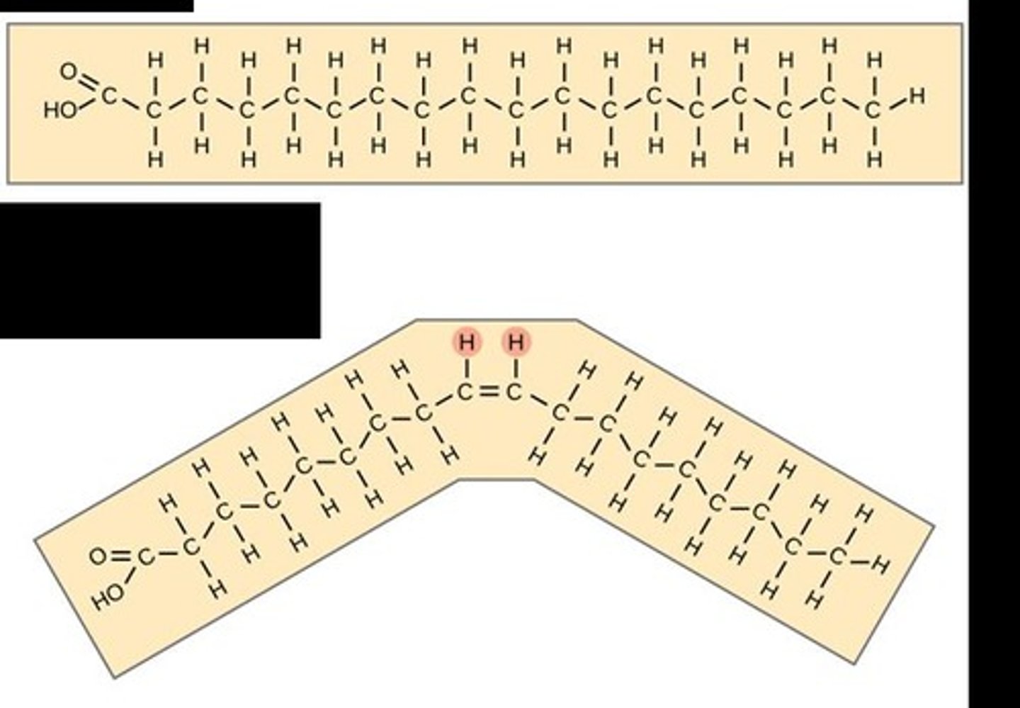 <p>Saturated fatty acids have single bonds between carbons, while unsaturated fatty acids have one or more double bonds.</p>
