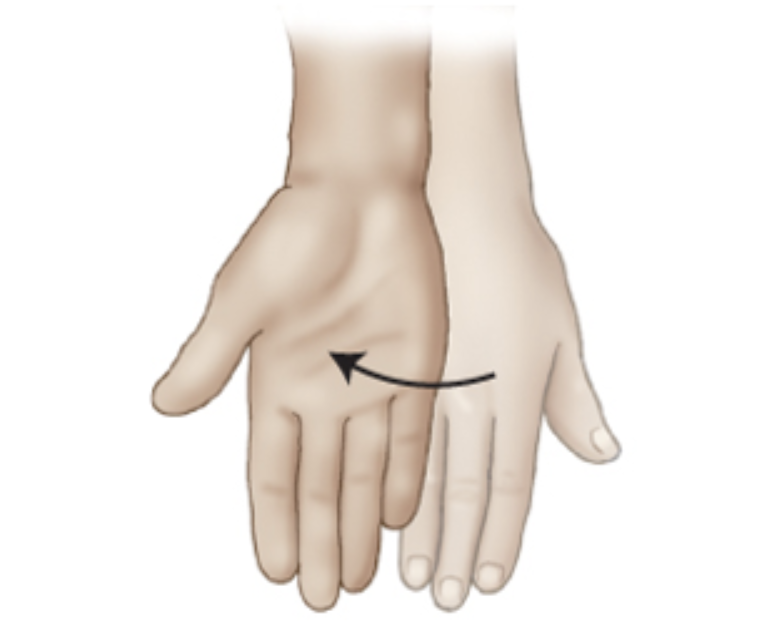 <p>___________ is a rotational movement of the hand into the anatomic position.</p>