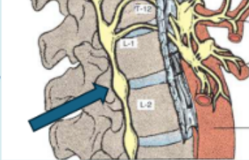 <p>The series of ganglia at the tip of the arrow serve which function?</p>