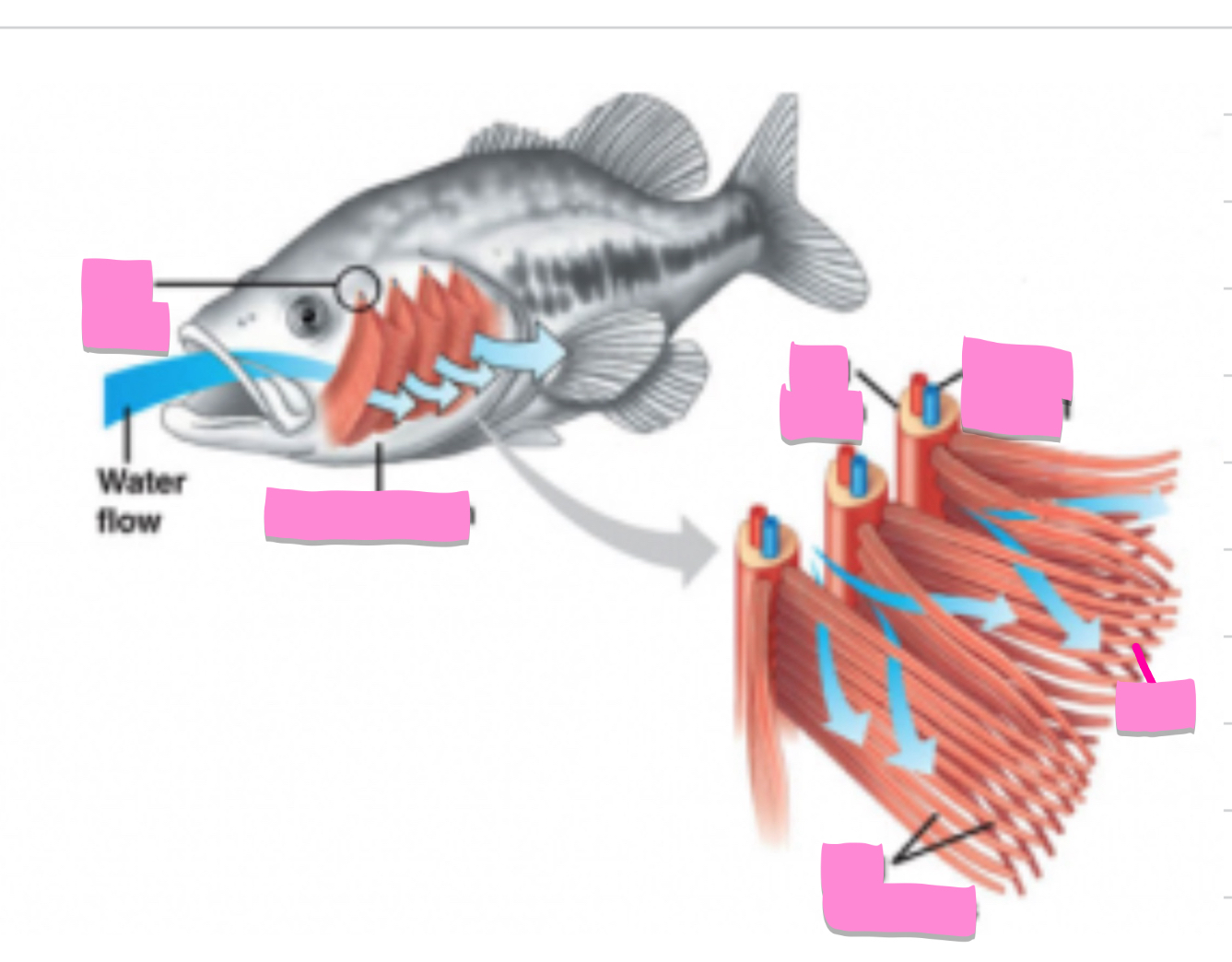 <p>Label this fish system </p>