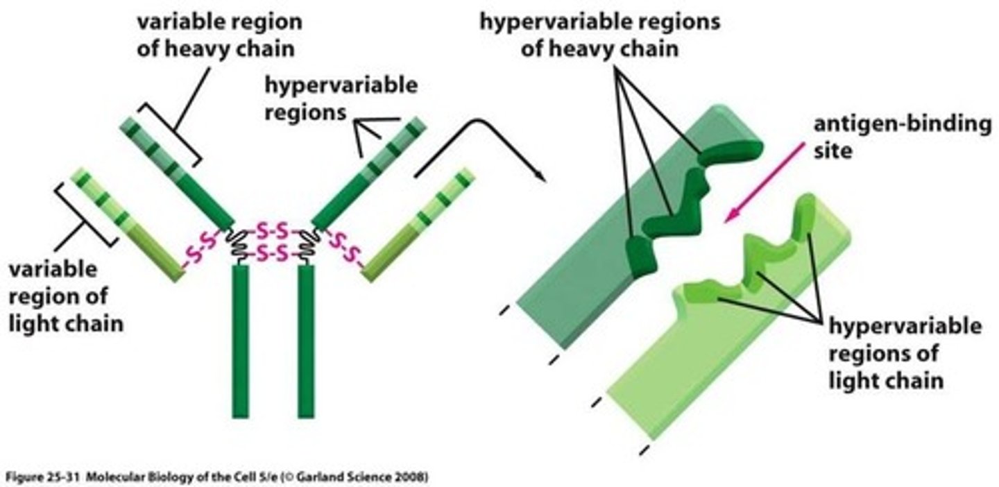<p>domains on immunoglobulin heavy and light chains variable regions that are in direct contact with antigen and are frequently mutated to allow diverse antigenic specificities to be recognized</p>