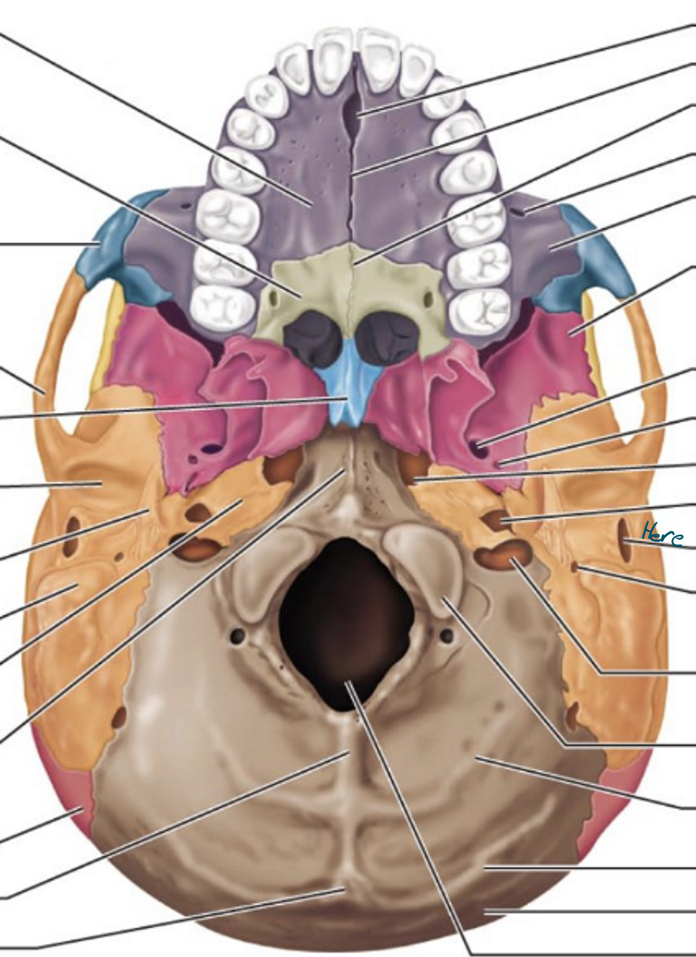 knowt flashcard image